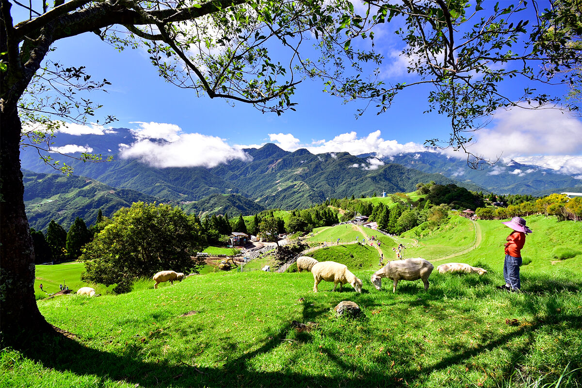 qingjing-farm (2)