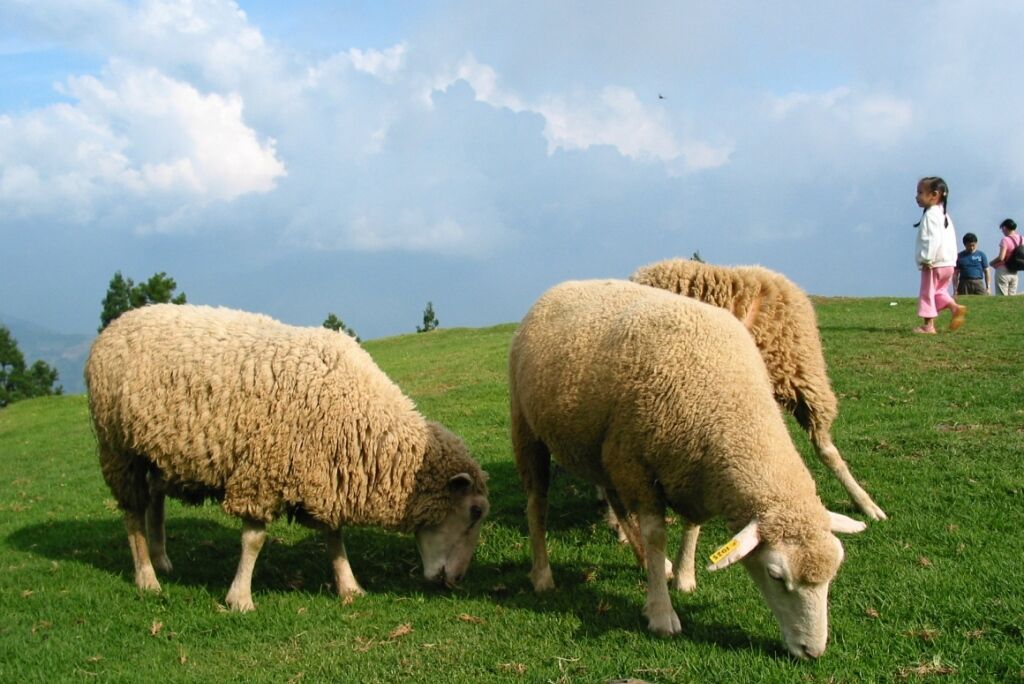 qingjing-farm (3)