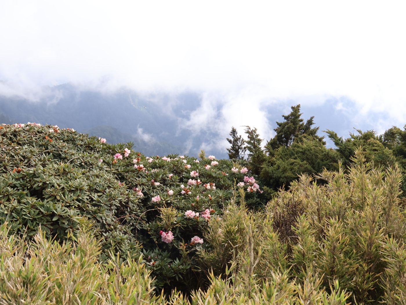 清境住宿推薦 清境住宿推薦:茲心園避暑、看山景與南投慢旅行安排